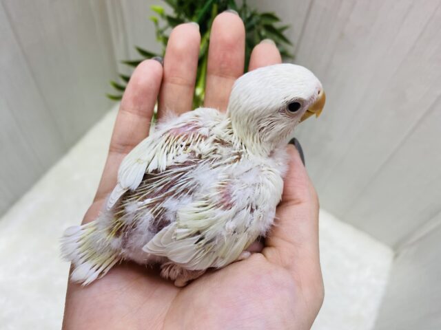 あわ〜い雰囲気プンプンです💕成長の楽しみすぎるっコザクラインコ⭐️ コザクラインコ(小桜インコ)
