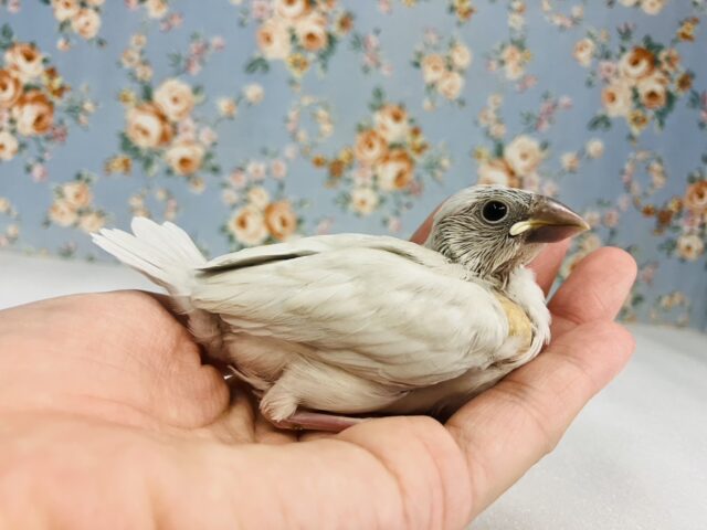 シルバー文鳥