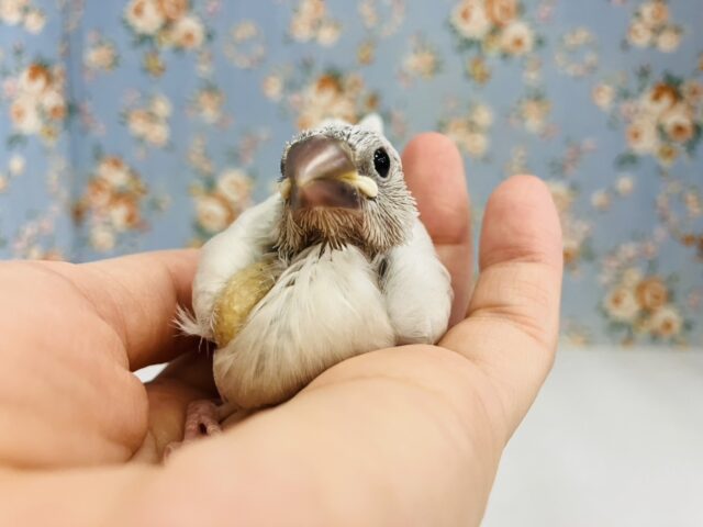 シルバー文鳥