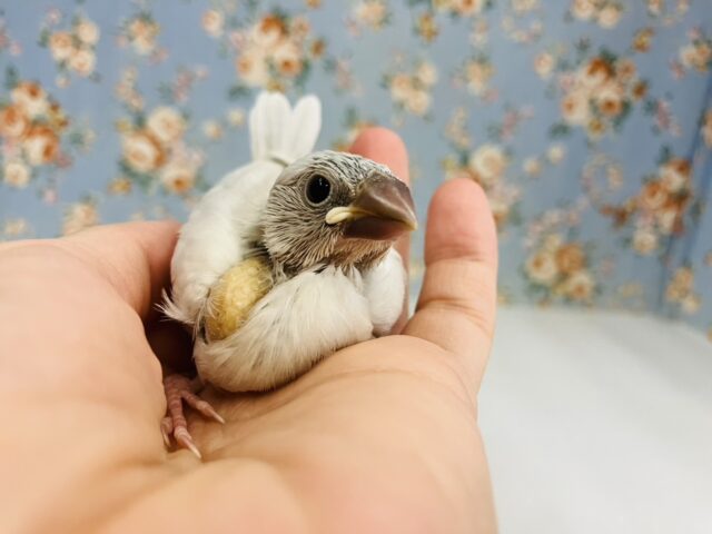 シルバー文鳥