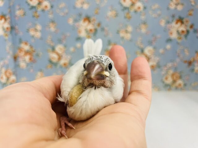 シルバー文鳥