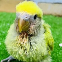 たっぷりのイエロー💛小桜インコのタイガーチェリーです！！🐯🍒