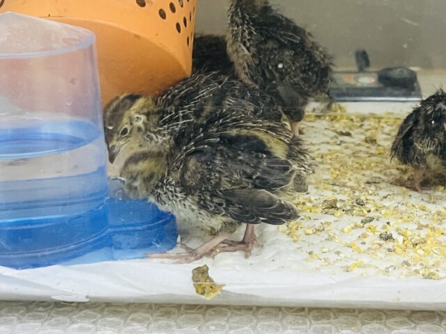 並ウズラ