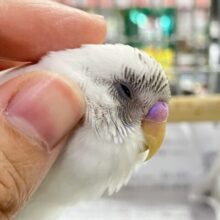 ✨最新画像✨も〜も〜も〜🐮🌱も〜っちりMilky❕⟡.*セキセイインコ(白色ハルクイン/2025年9月下旬生まれ)