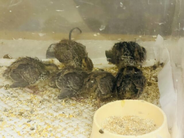 並ウズラ