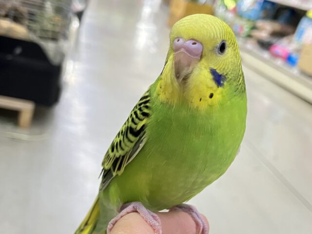 セキセイインコ