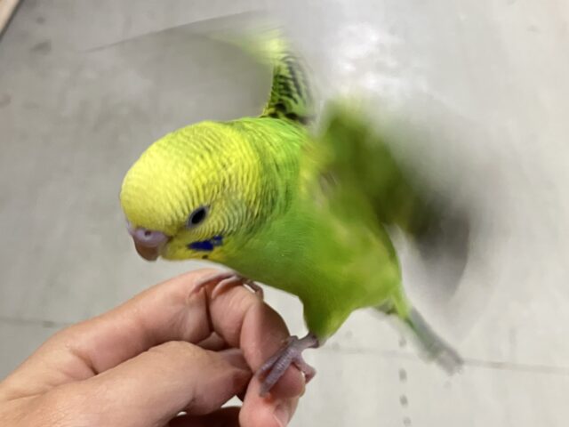 ✨最新画像✨さ〜い〜た〜🌱秋のたんぽぽ?!🌼*・セキセイインコ(グリーンオパーリン/2025年9月下旬) セキセイインコ