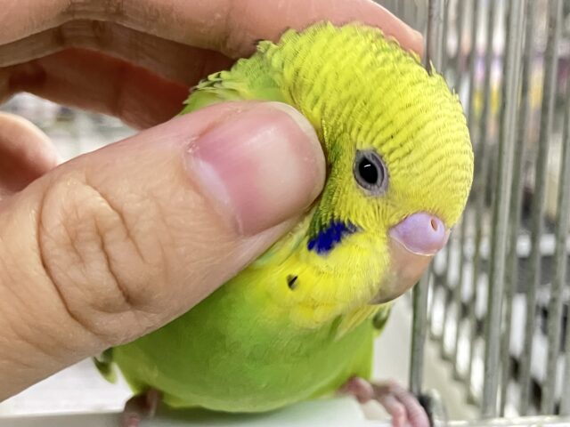 ✨最新画像✨さ〜い〜た〜🌱秋のたんぽぽ?!🌼*・セキセイインコ(グリーンオパーリン/2025年9月下旬) セキセイインコ