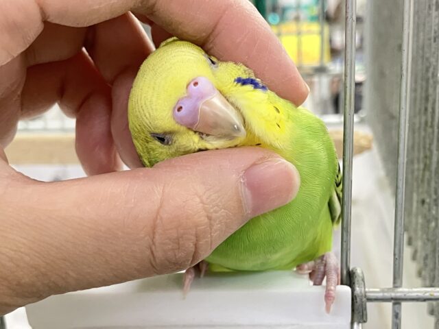 ✨最新画像✨さ〜い〜た〜🌱秋のたんぽぽ?!🌼*・セキセイインコ(グリーンオパーリン/2025年9月下旬) セキセイインコ