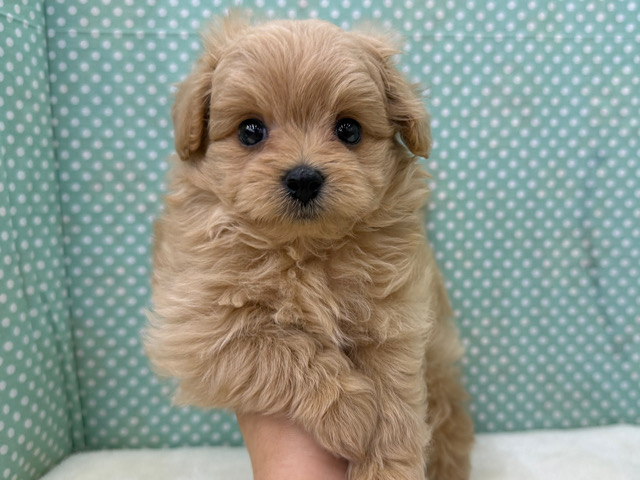 甘えたくて寂しいん坊💗明るい性格のハーフ犬(ポメラニアン✖️トイプードル)の男のコきました🌟