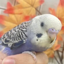 ✨最新画像✨収穫PONPON❕🧺✧*ぐれーぷｺﾛﾛ~🎶🍇セキセイインコ(バイオレットオパーリン/2025年10月生まれ)