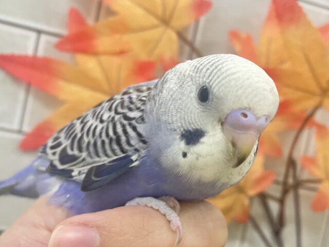 ✨最新画像✨収穫PONPON❕🧺✧*ぐれーぷｺﾛﾛ~🎶🍇セキセイインコ(バイオレットオパーリン/2025年10月生まれ)