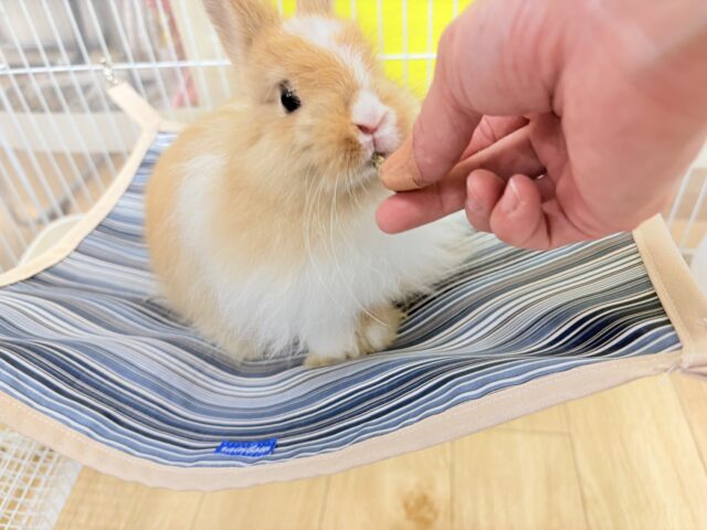 ライオンラビット