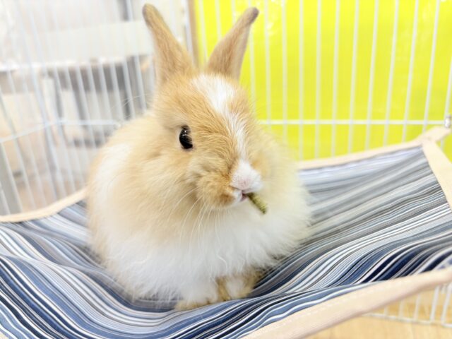 ライオンラビット