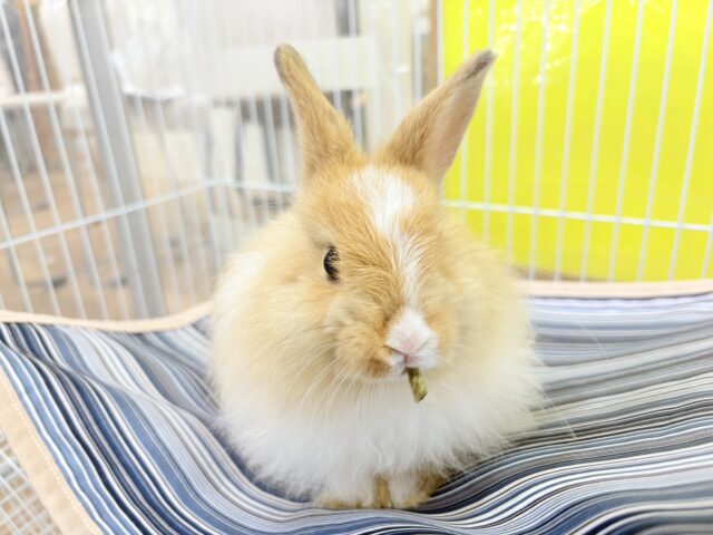 ライオンラビット