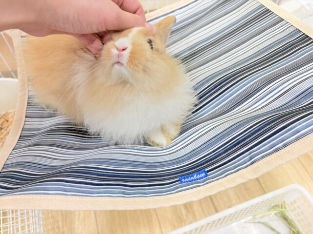 ライオンラビット