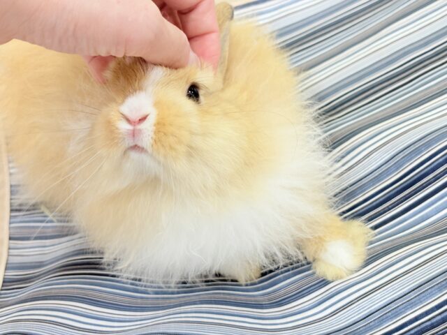 ライオンラビット