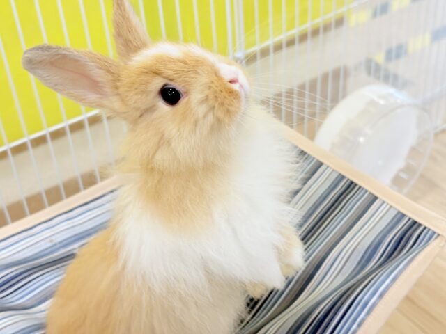 ライオンラビット