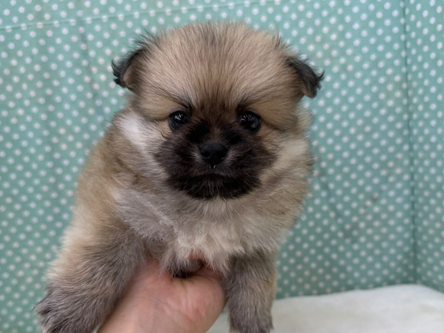 きゅん💗ムチムチBODYなポメラニアン✖️ペキニーズのハーフ犬の男のコきました〜✨️