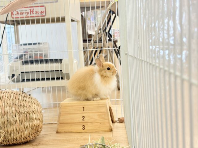 ライオンラビット