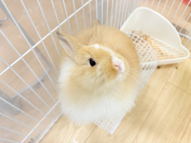 ライオンラビット