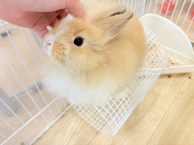 ライオンラビット