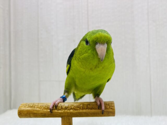 サザナミインコ