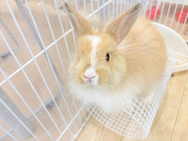 ライオンラビット