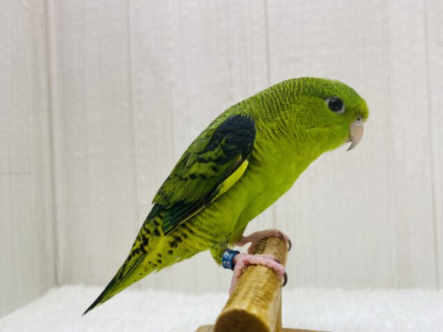 サザナミインコ