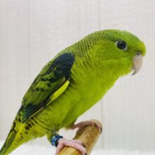リンゴが1番❗️🍏  ̖́-じーっと見つめてくれちゃう♡サザナミインコ⭐️