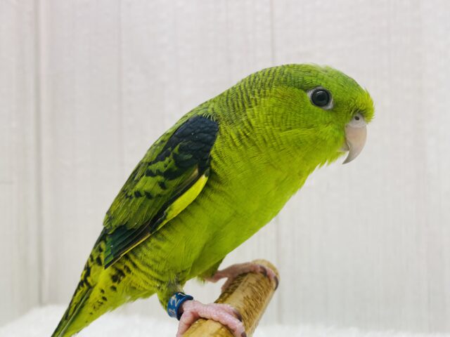 リンゴが1番❗️🍏 ̖́-じーっと見つめてくれちゃう♡サザナミインコ⭐️