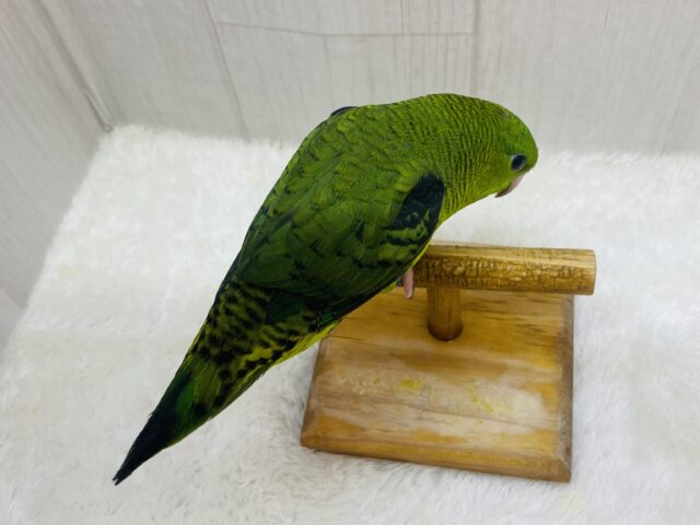 サザナミインコ