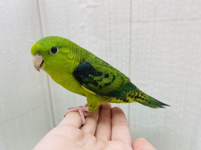 サザナミインコ