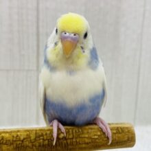 最新画像有ります‼️あわあわ〜🫧この淡さが素敵すぎる！！セキセイインコパステルレインボーパイド🌟