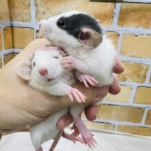 個性色々♡賢いチュー🐭ファンシーラットがいっぱい✨ 個性色々♡賢いチュー🐭ファンシーラットがいっぱい✨