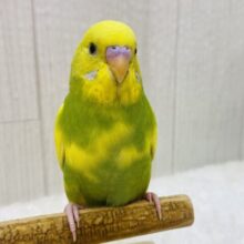 最新画像有ります⭐️やっほー❗️表情豊かなセキセイインコさん😊スパングルパイド！