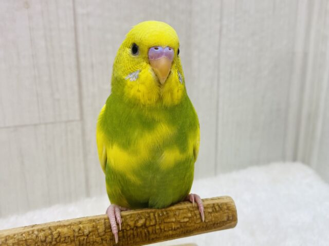 最新画像有ります⭐️やっほー❗️表情豊かなセキセイインコさん😊スパングルパイド！