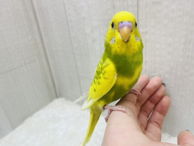 セキセイインコ