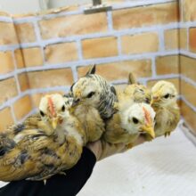 世界最小コケコケ🎶セラマ🐓立派に成長中！