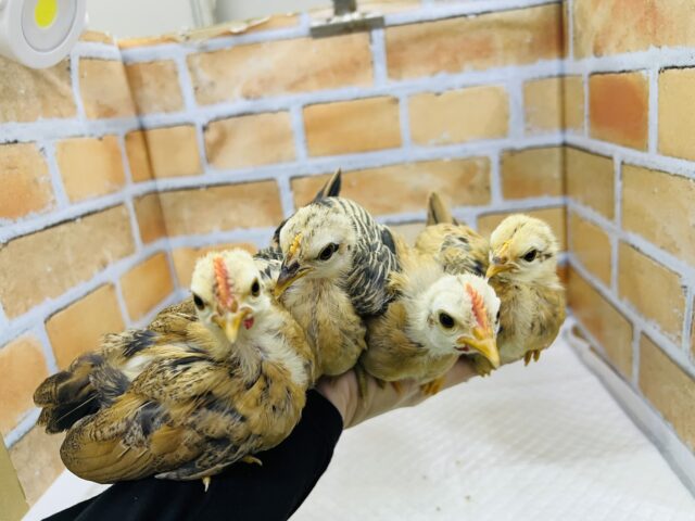 10/25更新☆世界最小コケコケ🎶セラマのひよこさん入舎しました！