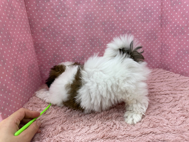 シーズー