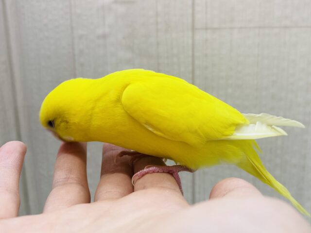 セキセイインコ