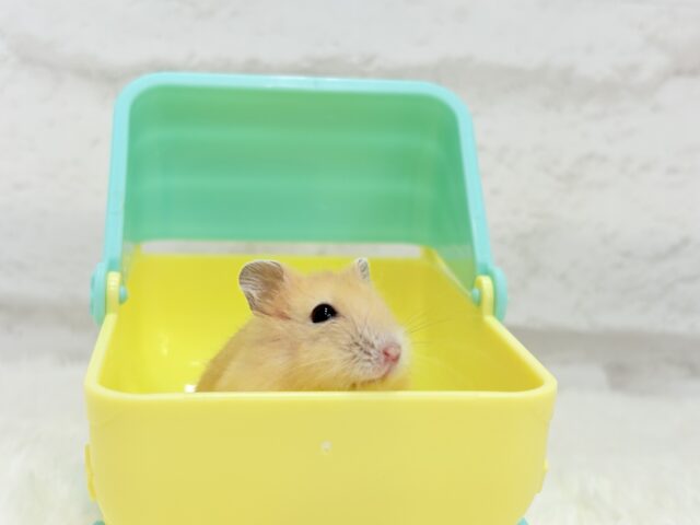 あたちの可愛さ知っちゃう?💖イエロープディングハムスター(女の子) ドワーフハムスターの1種