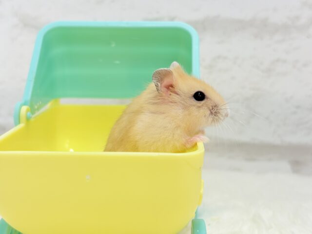 あたちの可愛さ知っちゃう?💖イエロープディングハムスター(女の子) ドワーフハムスターの1種