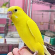 最新画像あります✨キラキラぶどう目ちゃんです🍇イエローパワー全開💛セキセイインコ‼️