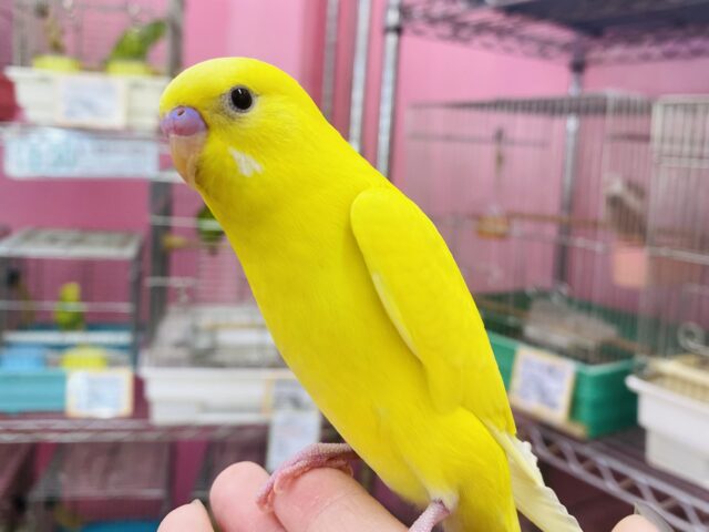最新画像あります✨キラキラぶどう目ちゃんです🍇イエローパワー全開💛セキセイインコ‼️