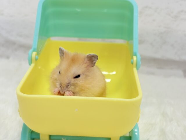 あたちの可愛さ知っちゃう?💖イエロープディングハムスター(女の子) ドワーフハムスターの1種