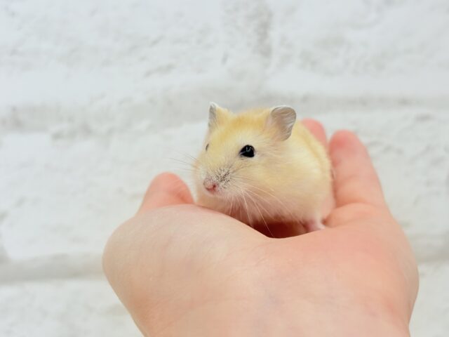 あたちの可愛さ知っちゃう?💖イエロープディングハムスター(女の子) ドワーフハムスターの1種