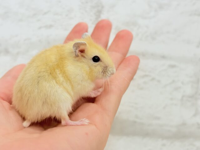 あたちの可愛さ知っちゃう?💖イエロープディングハムスター(女の子) ドワーフハムスターの1種