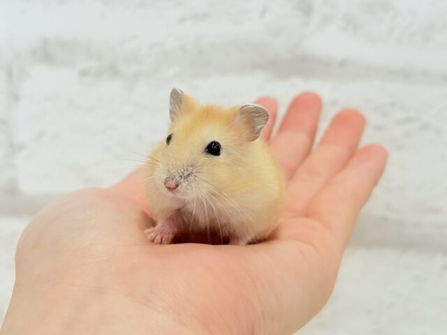 あたちの可愛さ知っちゃう?💖イエロープディングハムスター(女の子) ドワーフハムスターの1種